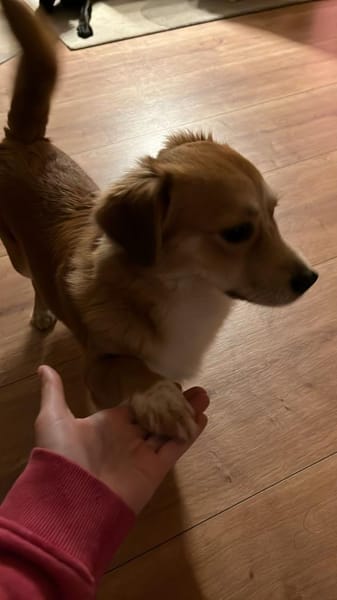 Bienen sucht dringend ein neues Zuhause