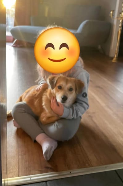 Bienen sucht dringend ein neues Zuhause