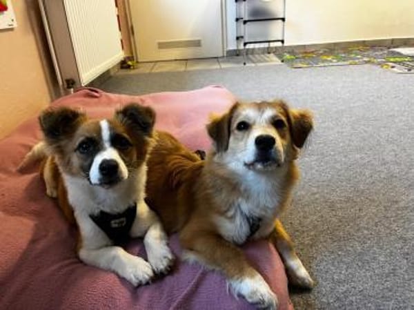 Bienen sucht dringend ein neues Zuhause