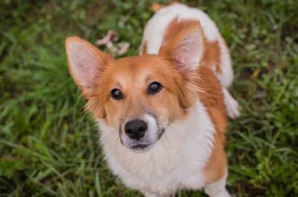 der kleine Jockel sucht seine Familie!