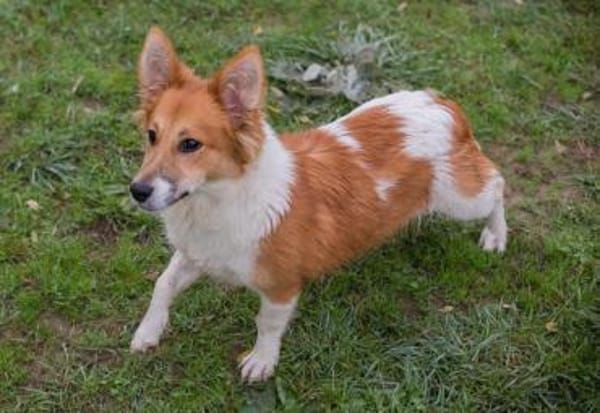 der kleine Jockel sucht seine Familie!