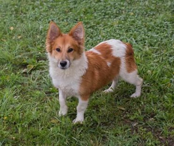 der kleine Jockel sucht seine Familie!