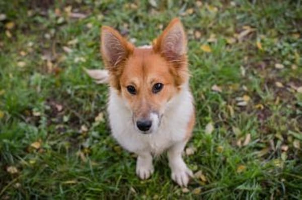 der kleine Jockel sucht seine Familie!