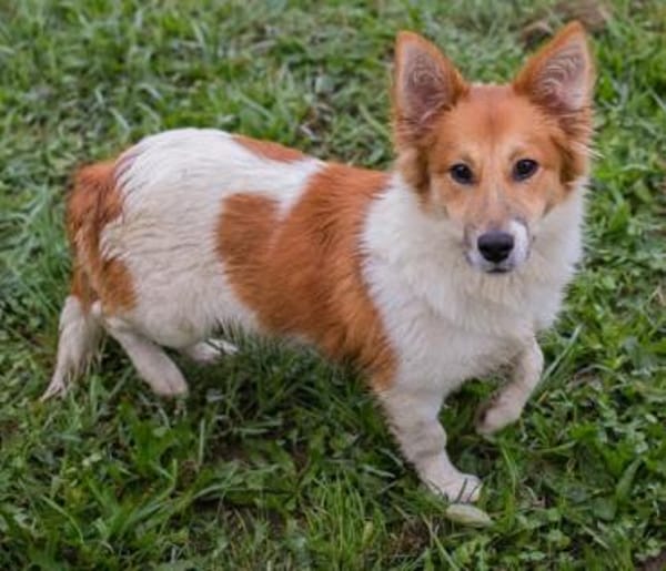 der kleine Jockel sucht seine Familie!