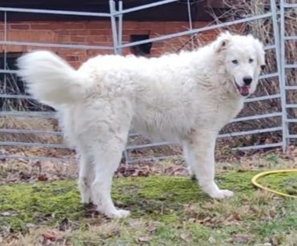 NEBBIA - fröhlich, intelligent, sozial💕