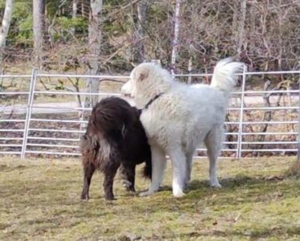 NEBBIA - fröhlich, intelligent, sozial💕