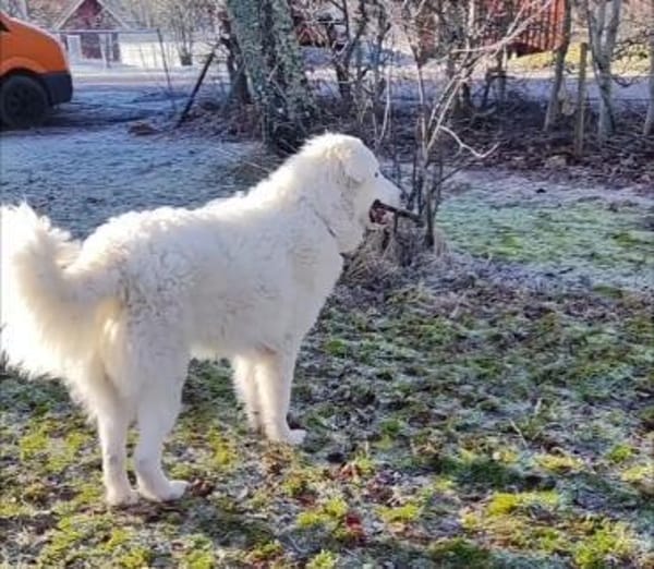 NEBBIA - fröhlich, intelligent, sozial💕