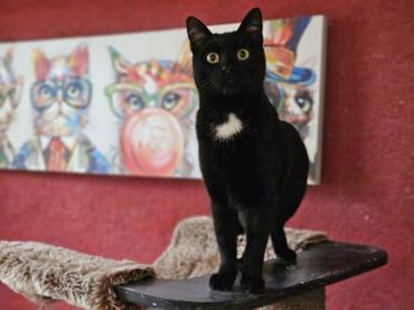 BRAHMS - geb. ca. 06/2024 - mk