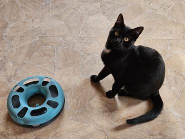 BRAHMS - geb. ca. 06/2024 - mk