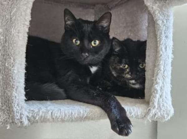 BRAHMS - geb. ca. 06/2024 - mk