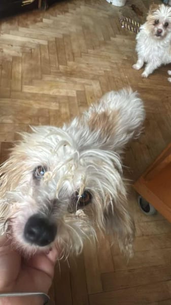 Sora, Seniorin sucht Plätzchen für immer