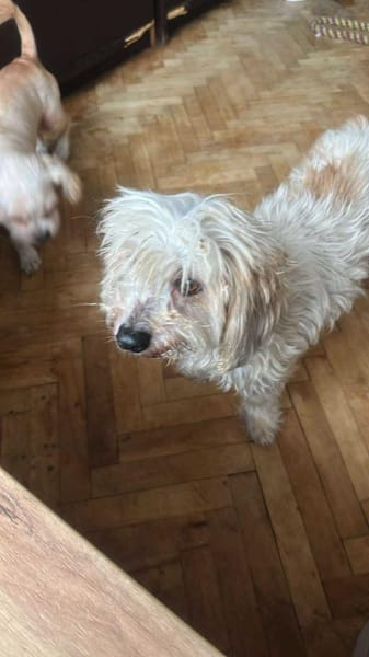 Sora, Seniorin sucht Plätzchen für immer