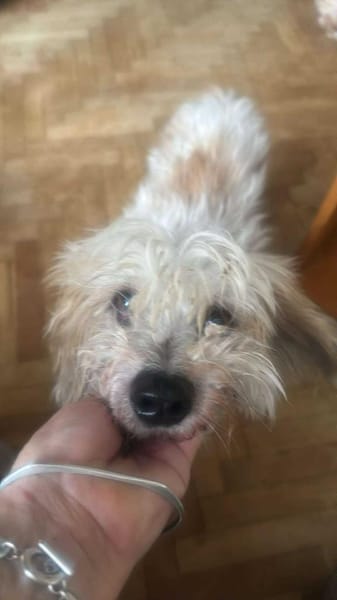 Sora, Seniorin sucht Plätzchen für immer