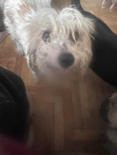 Sora, Seniorin sucht Plätzchen für immer