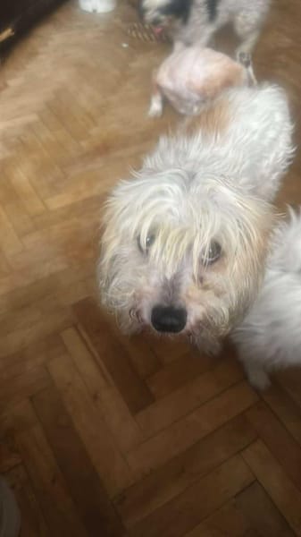 Sora, Seniorin sucht Plätzchen für immer