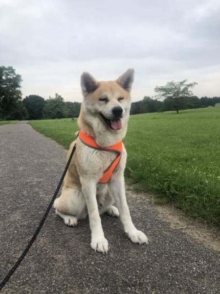 Mila sucht ein Zuhause