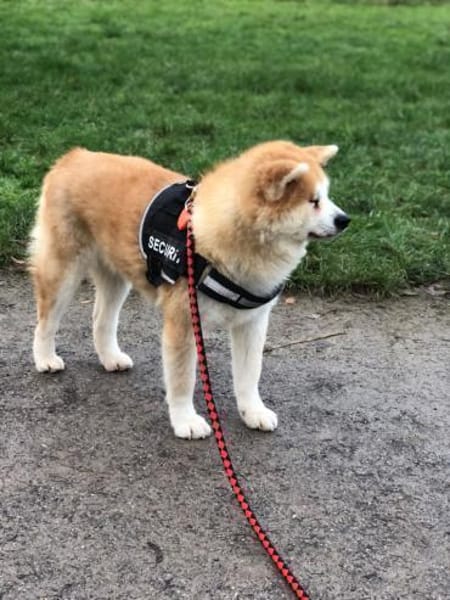 Mila sucht ein Zuhause