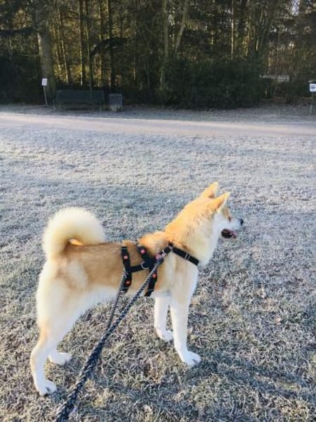 Mila sucht ein Zuhause