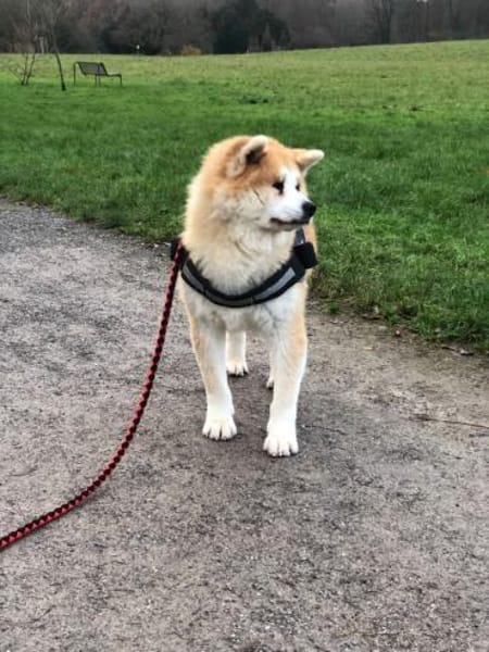 Mila sucht ein Zuhause