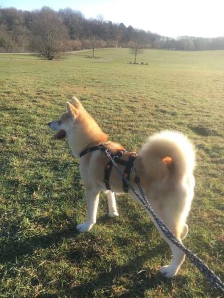 Mila sucht ein Zuhause