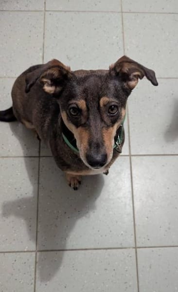 Schmuser Quincy auf Pflegestelle!