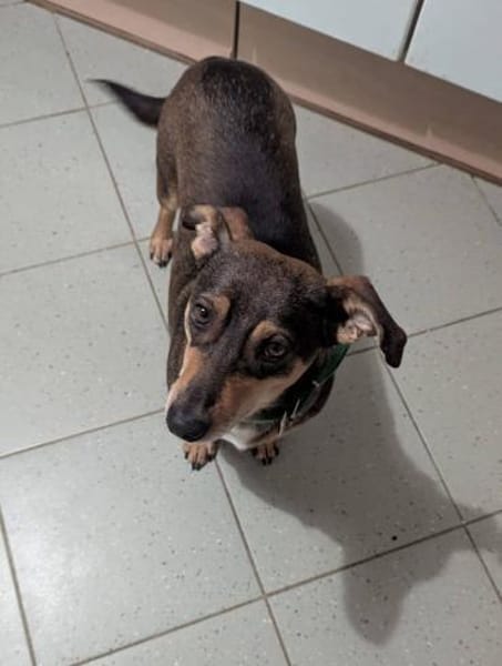 Schmuser Quincy auf Pflegestelle!