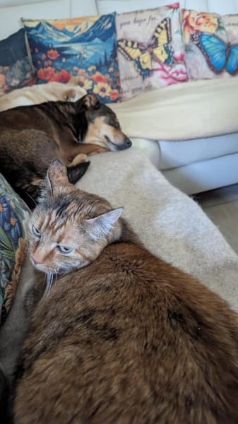 Schmuser Quincy auf Pflegestelle!