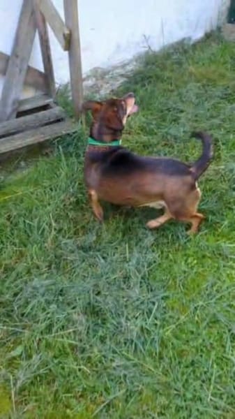 Schmuser Quincy auf Pflegestelle!