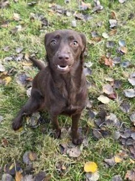 PHOEBE - geb. ca. 01/2025 - Labrador Mix