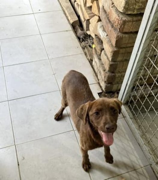 PHOEBE - geb. ca. 01/2025 - Labrador Mix