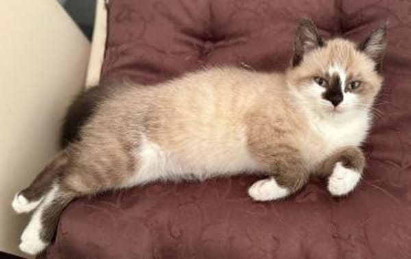 Katzenkinder Billy,Rosi  & Benni