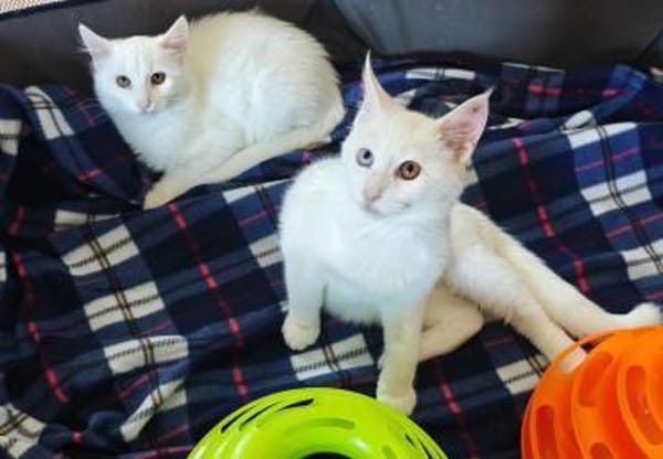 Bounty + Giotto ein Traum Duo