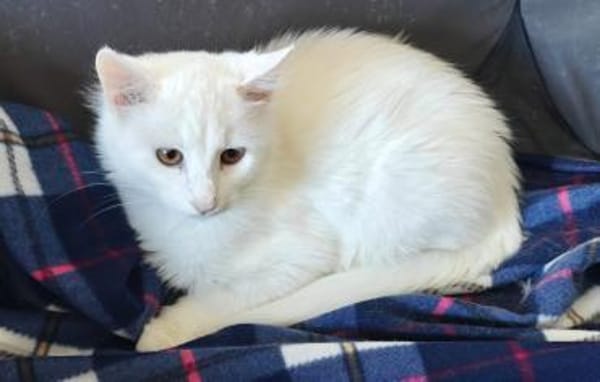 Bounty + Giotto ein Traum Duo