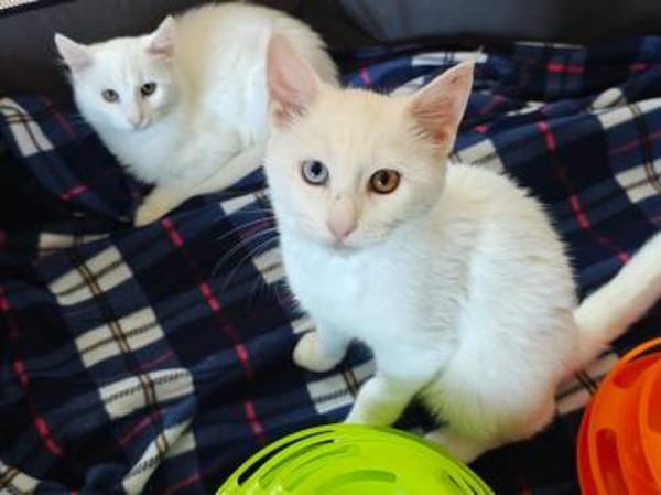 Bounty + Giotto ein Traum Duo