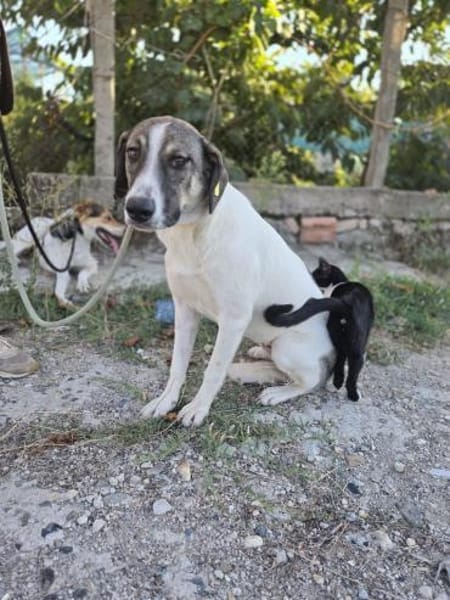 Fiona - 76669 Bad Schönborn