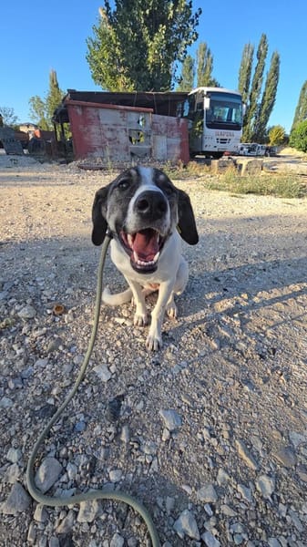 Fiona - 76669 Bad Schönborn