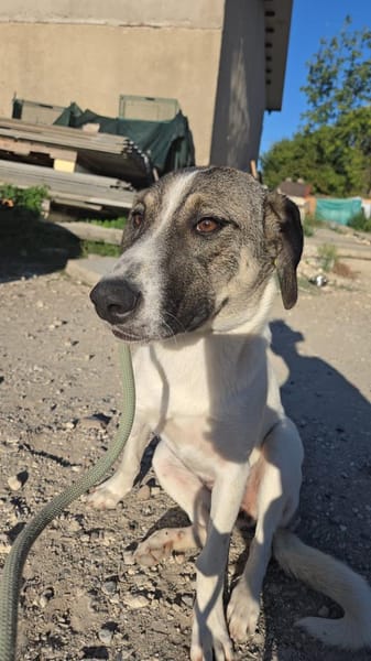 Fiona - 76669 Bad Schönborn