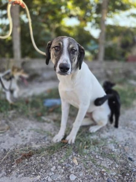 Fiona - 76669 Bad Schönborn