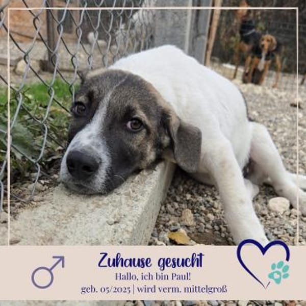 Paul - 68794 Oberhausen-Rheinhausen