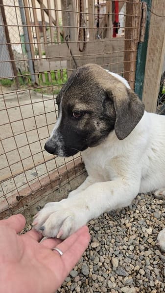 Paul - 68794 Oberhausen-Rheinhausen