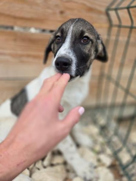 Paul - 68794 Oberhausen-Rheinhausen