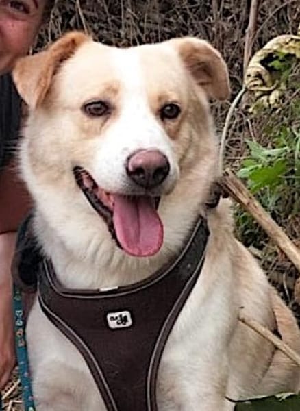 RENO- SANFTER RIESE SUCHT SEINE BURG