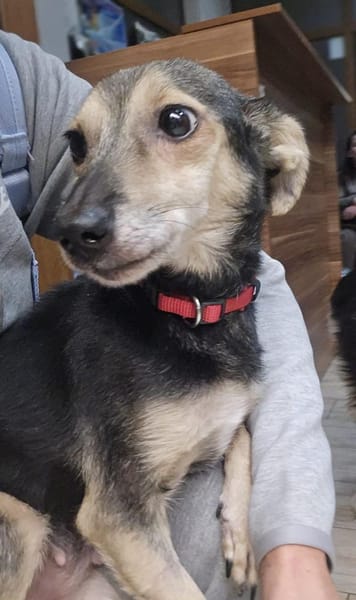 kleine Zoe - 76661 Philippsburg