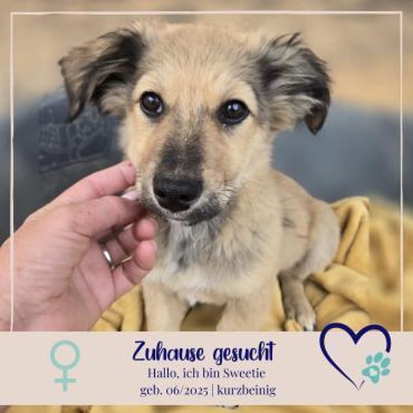 Sweetie - 68766 Hockenheim