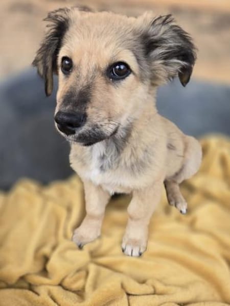 Sweetie - 68766 Hockenheim