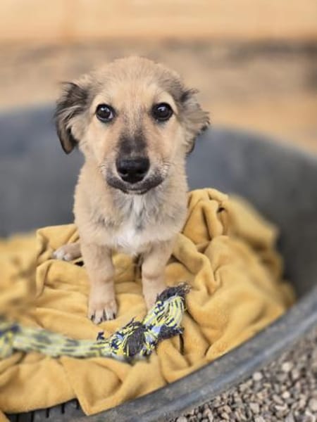 Sweetie - 68766 Hockenheim