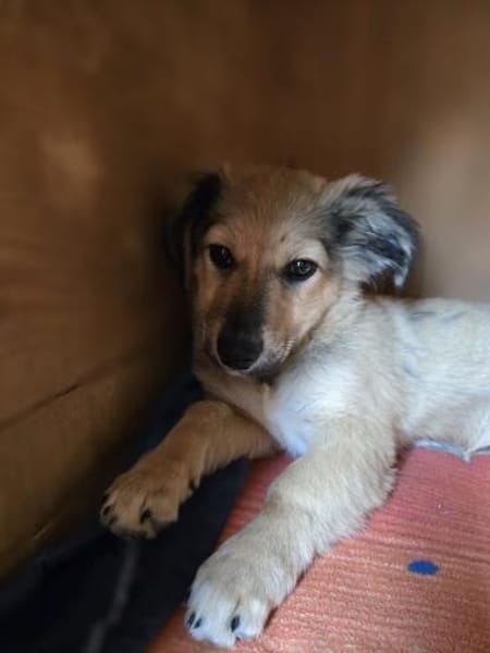 Sweetie - 68766 Hockenheim