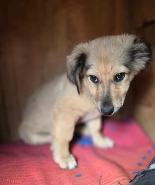 Sweetie - 68766 Hockenheim