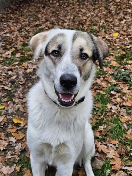 Maximus sucht erfahrene Menschen