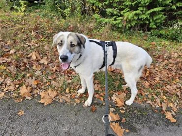 Maximus sucht erfahrene Menschen